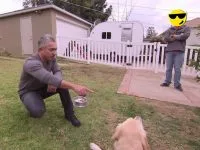 El encantador de SEOs