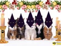 Los Gatos de Instagram hacen una procesión