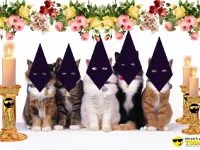 Los Gatos de Instagram hacen una procesión